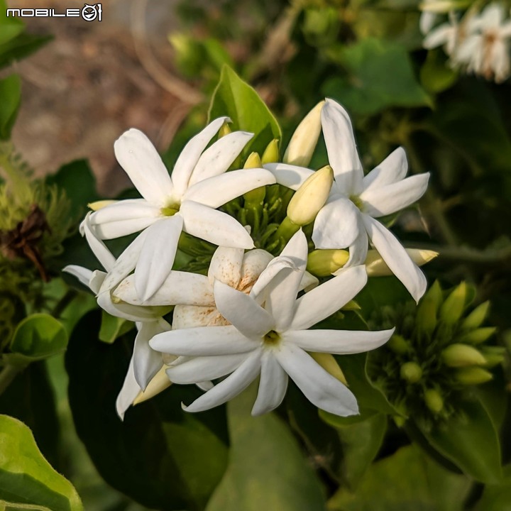 波斯菊花海+毛茉莉 台南市後壁區南80鄉道 11/16