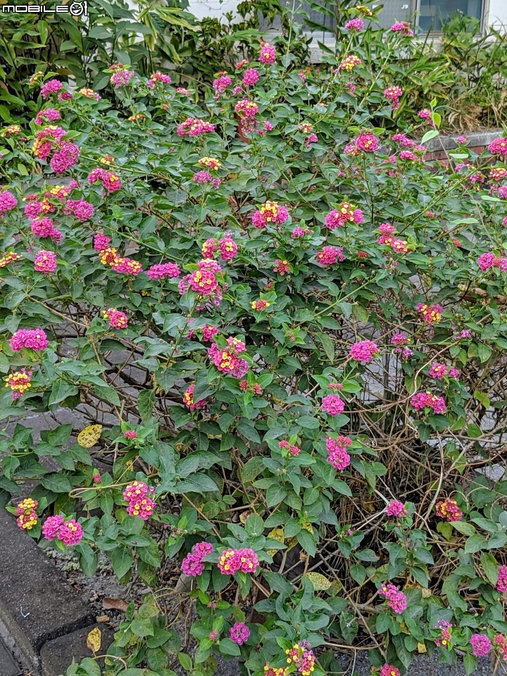 洋紫荊 高雄市橋頭區橋頭糖廠 11/01