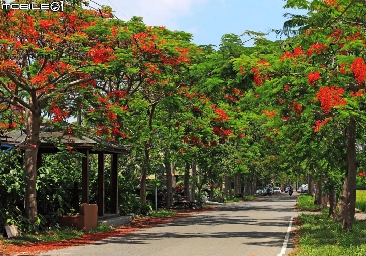 火紅盛宴-鳳凰花隧道