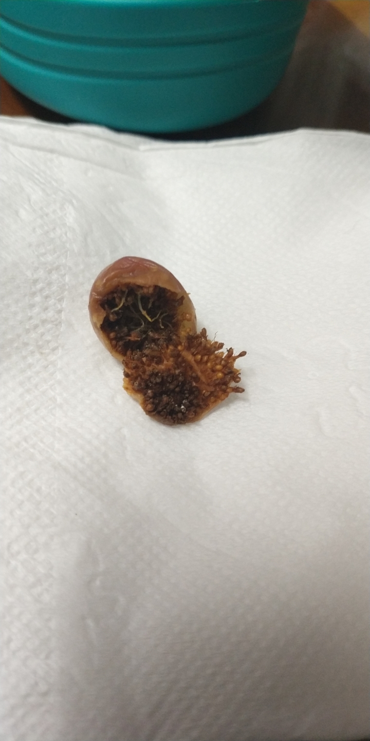 詢問植物名（綠繡眼愛吃）
