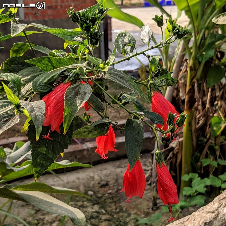 波斯菊花海+毛茉莉 台南市後壁區南80鄉道 11/16