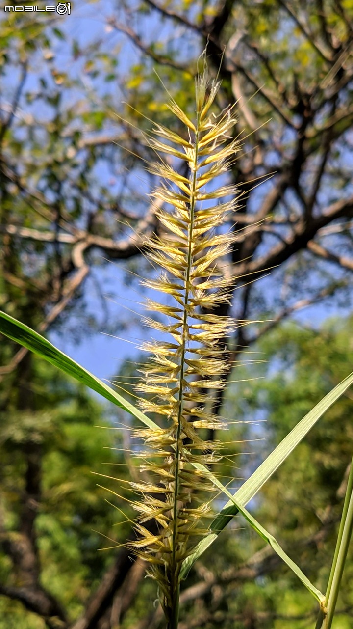 小花蔓澤蘭 台南市歸仁區台86旁便道 11/10