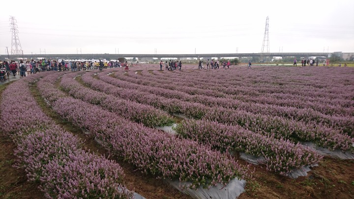 [樂山童盟] [桃園楊梅] 2019桃園仙草花節~紫色地毯閃亮你的眼