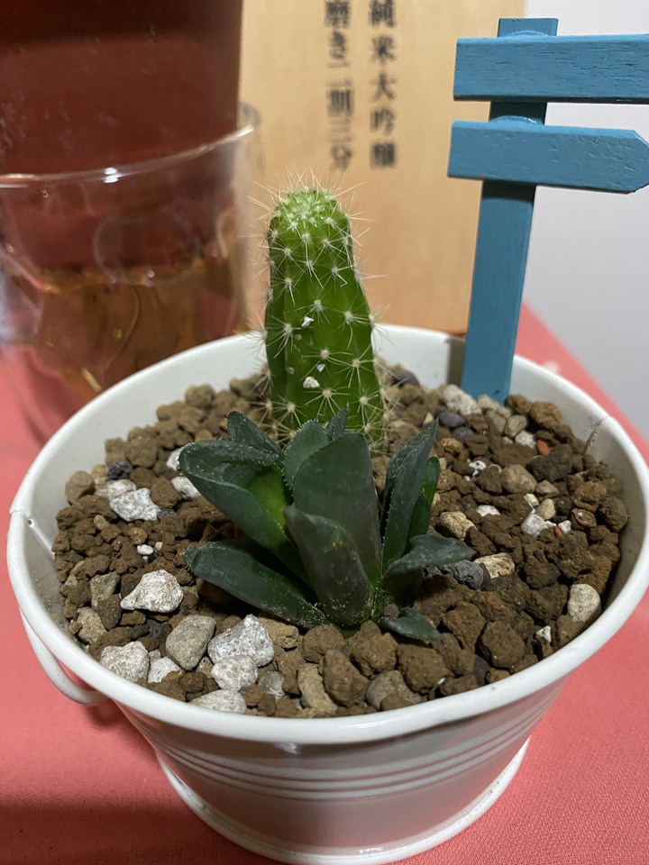植物送養