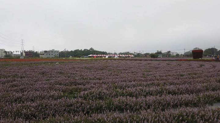 [樂山童盟] [桃園楊梅] 2019桃園仙草花節~紫色地毯閃亮你的眼