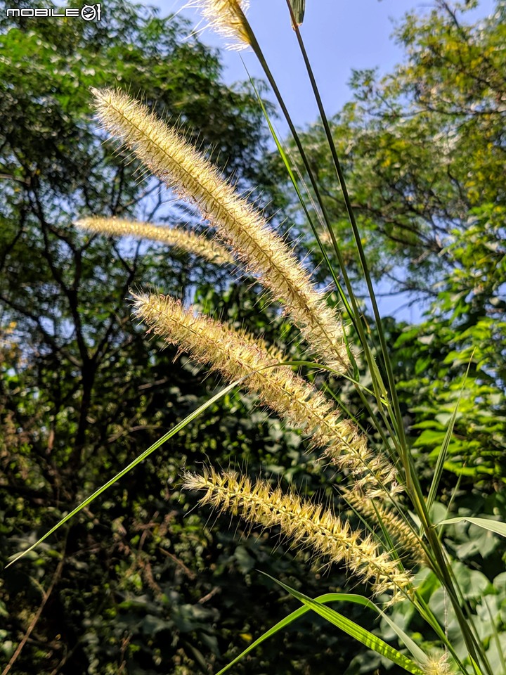 小花蔓澤蘭 台南市歸仁區台86旁便道 11/10