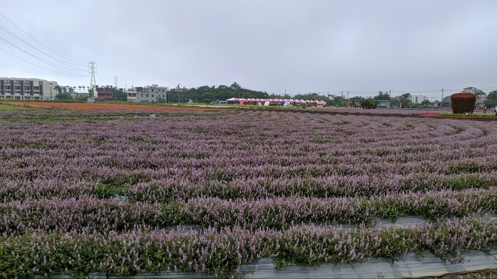 [樂山童盟] [桃園楊梅] 2019桃園仙草花節~紫色地毯閃亮你的眼