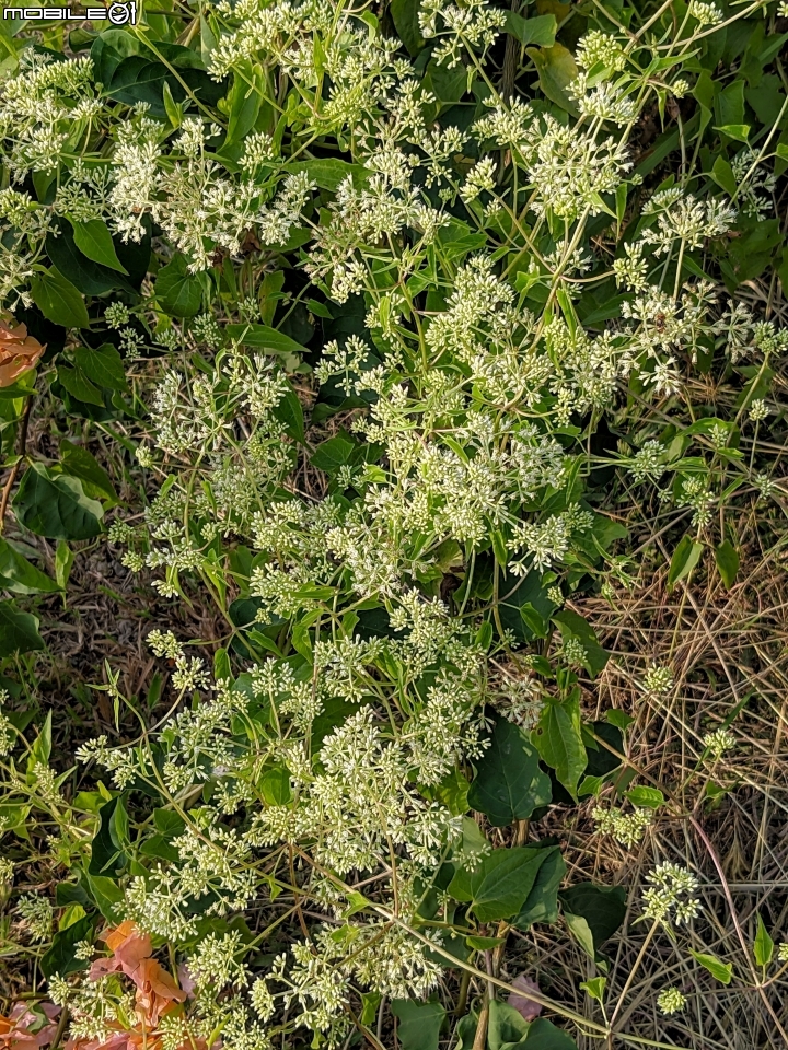 洋紫荊 高雄市橋頭區橋頭糖廠 11/01