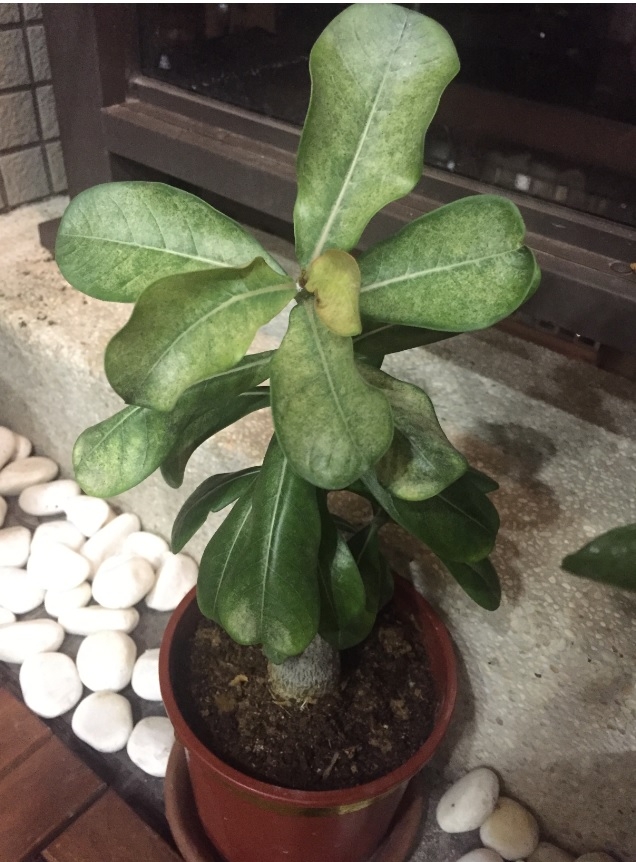 新手求救"花草殺手"-->請教各位大大!!!