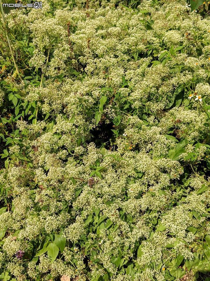 小花蔓澤蘭 台南市歸仁區台86旁便道 11/10