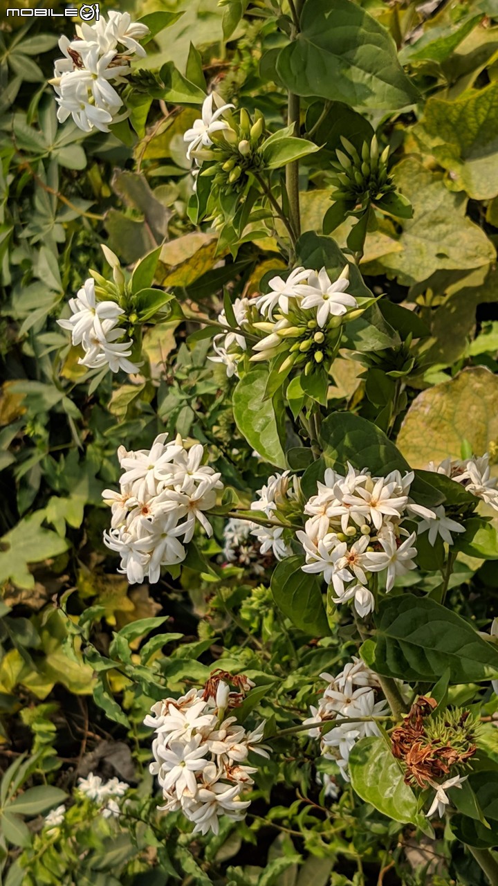 波斯菊花海+毛茉莉 台南市後壁區南80鄉道 11/16