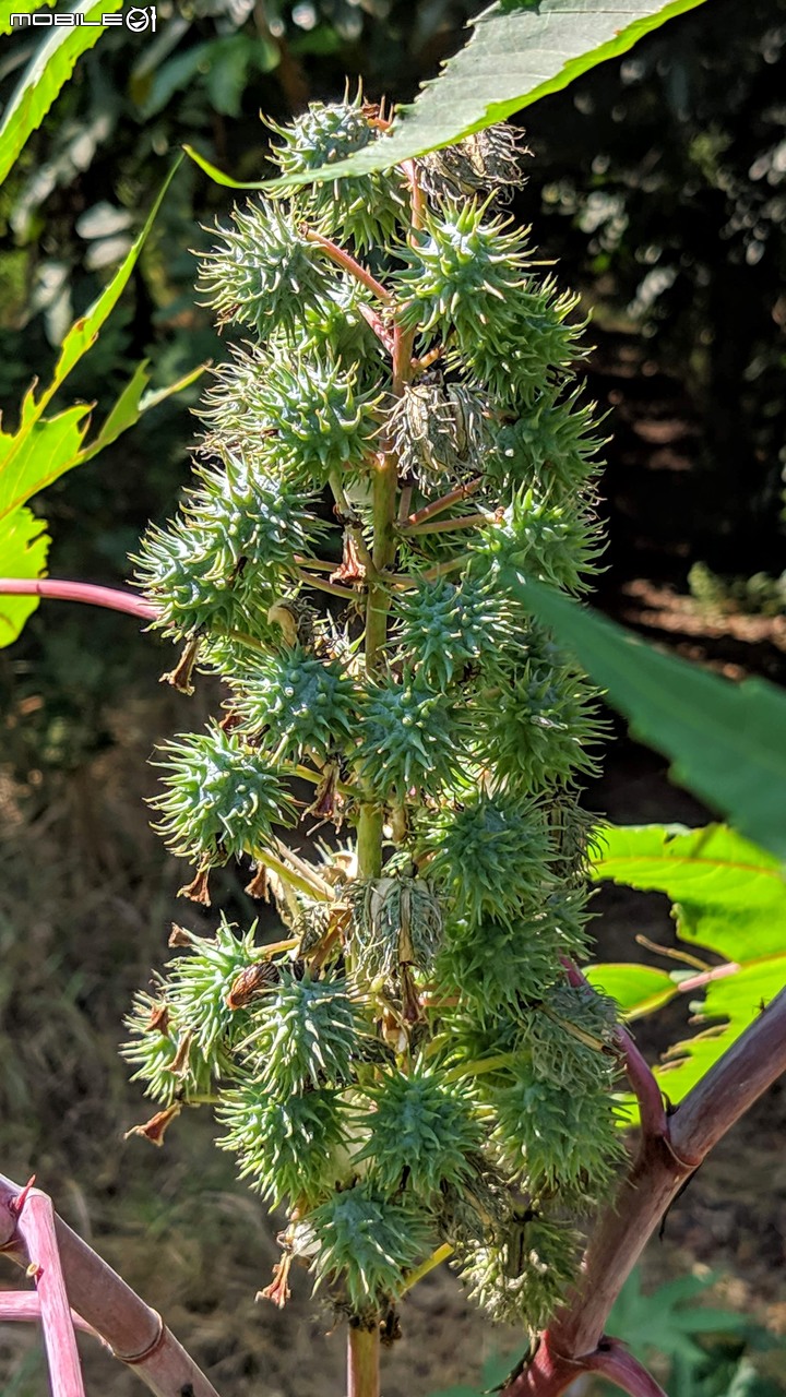 小花蔓澤蘭 台南市歸仁區台86旁便道 11/10