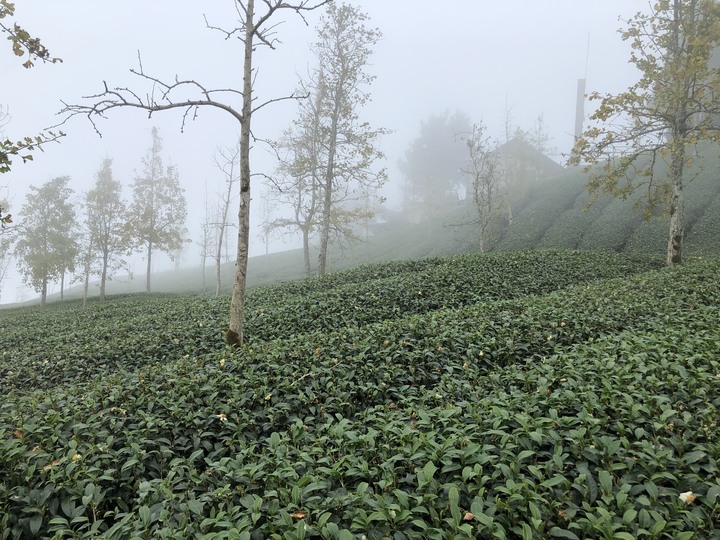 鹿谷大崙山觀景區散步遊