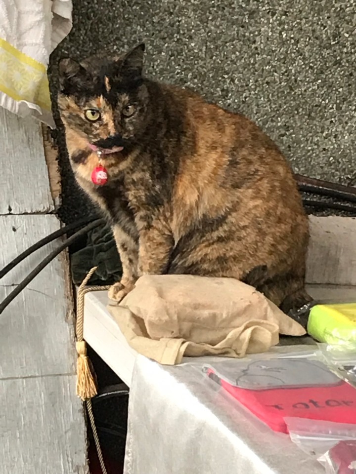 拍照的手好難停下來~侯硐貓村