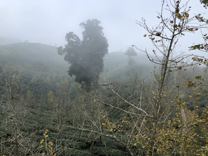 鹿谷大崙山觀景區散步遊