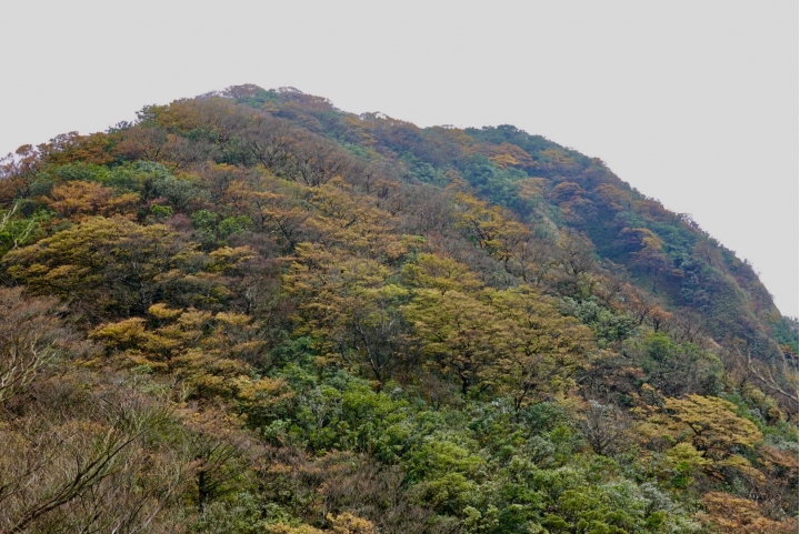 黃金撒落的山頭～樂佩山