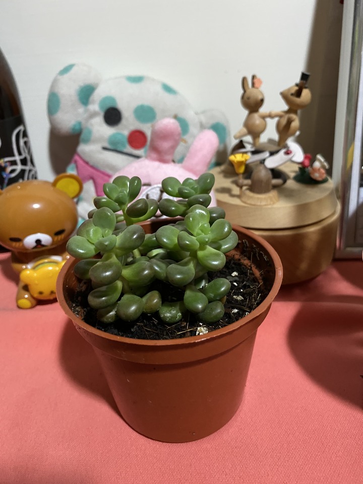 植物送養