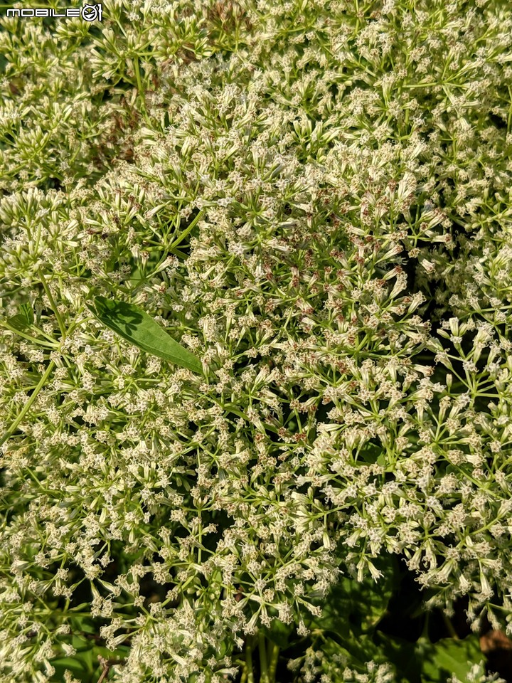 小花蔓澤蘭 台南市歸仁區台86旁便道 11/10