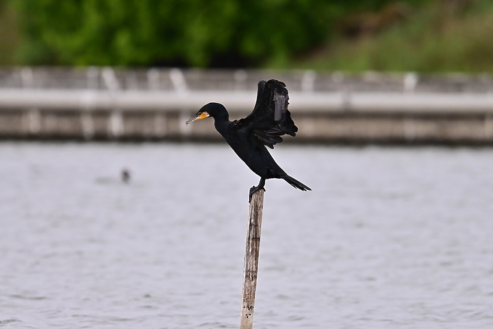 點我看大圖 Z50+600mm+1.4X遠距拍魚鷹,動態區域AF跟得上,但需高速記憶卡。