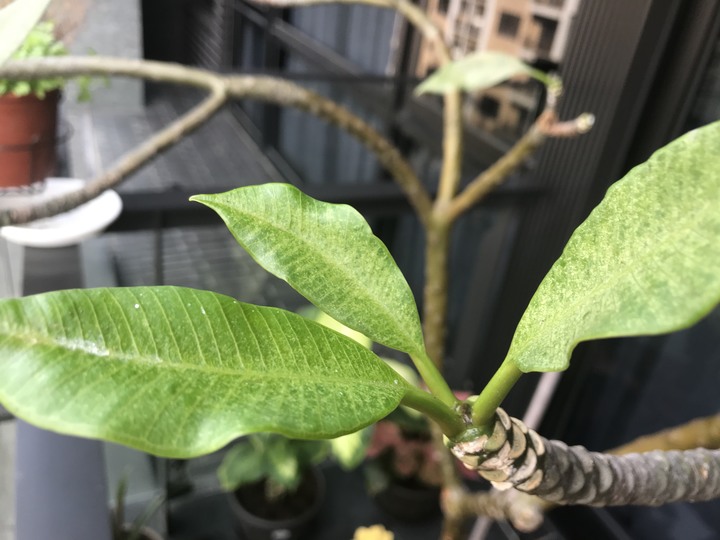 雞蛋花生病了