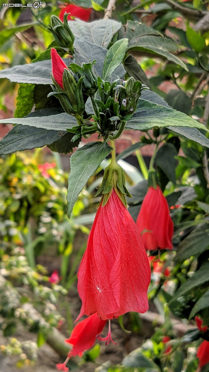 波斯菊花海+毛茉莉 台南市後壁區南80鄉道 11/16