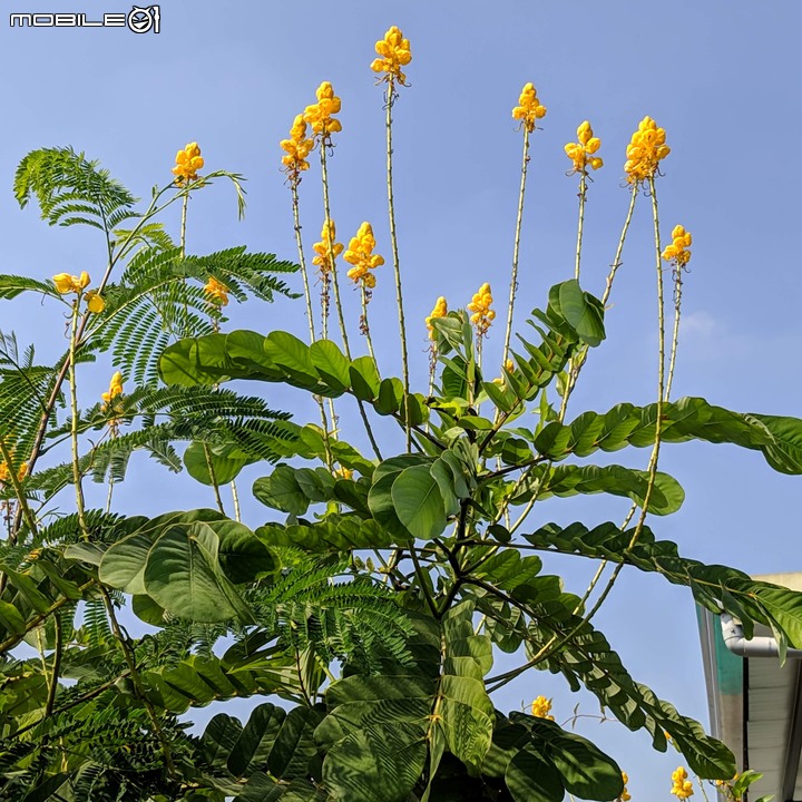 小花蔓澤蘭 台南市歸仁區台86旁便道 11/10