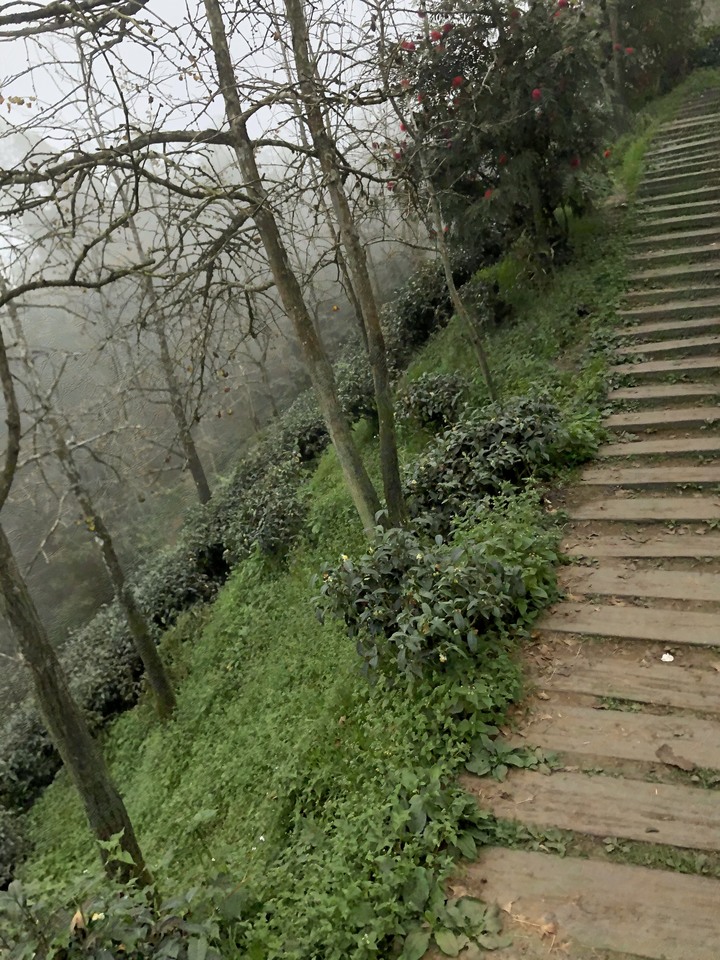 鹿谷大崙山觀景區散步遊