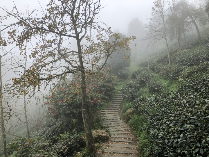 鹿谷大崙山觀景區散步遊