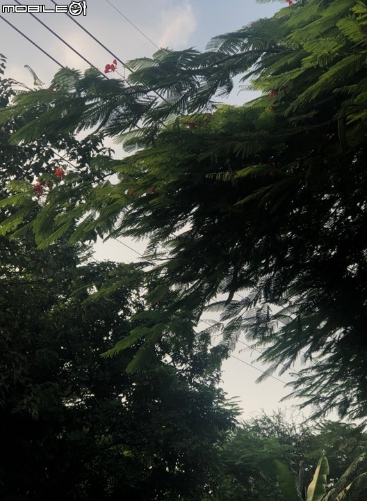 火紅盛宴-鳳凰花隧道