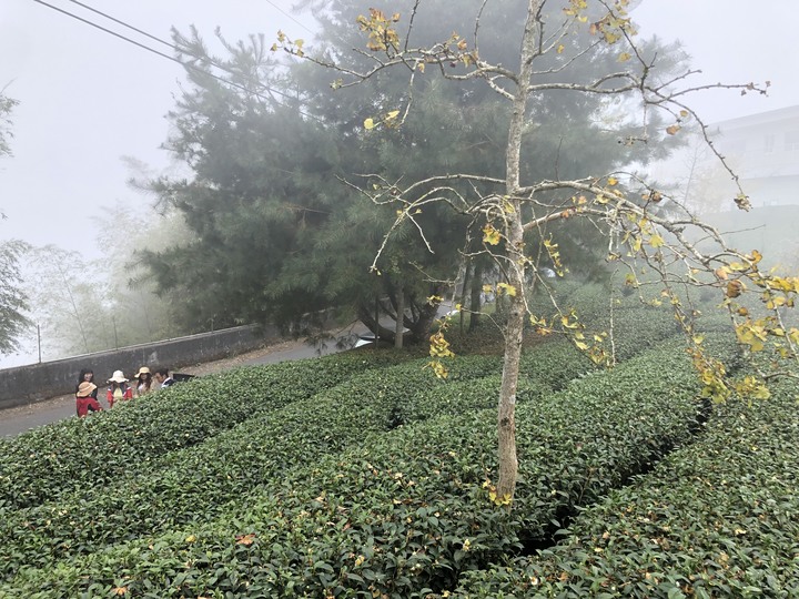 鹿谷大崙山觀景區散步遊