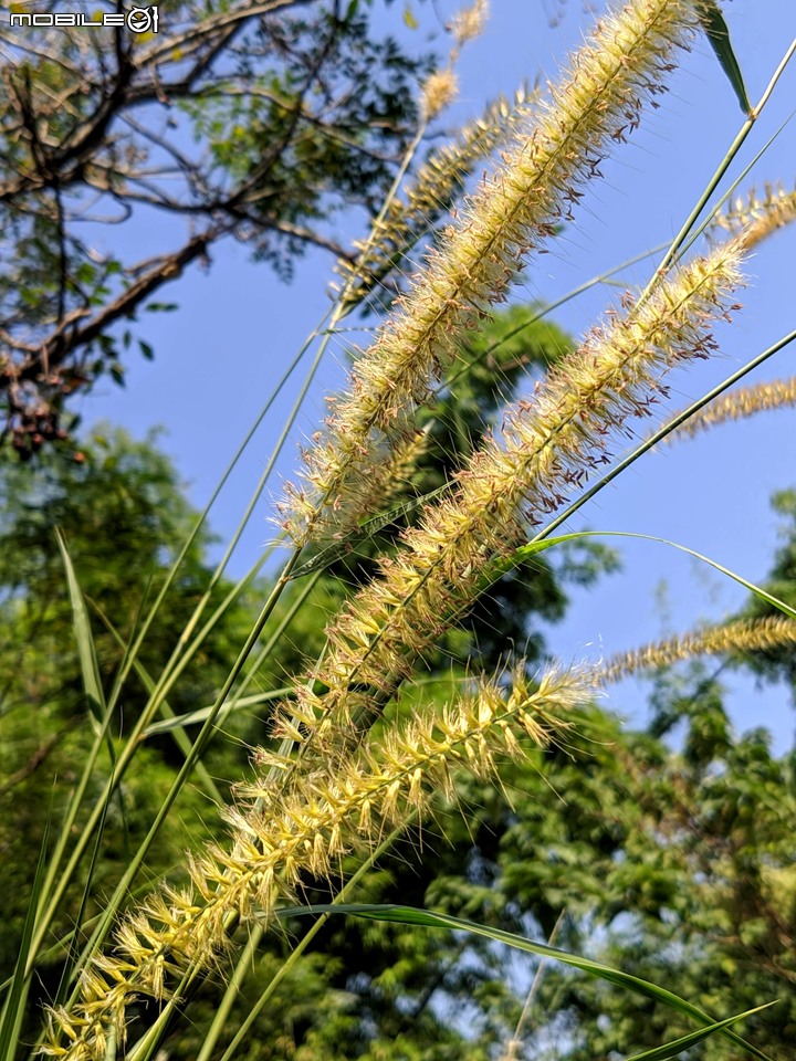 小花蔓澤蘭 台南市歸仁區台86旁便道 11/10