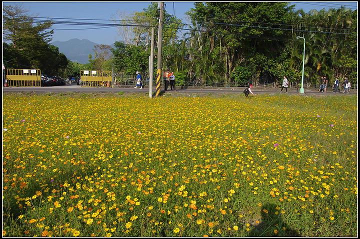 關渡花海