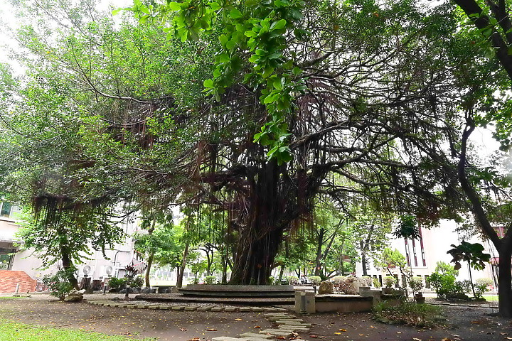 點我看大圖 Z7+14-30mm F4.0 S實拍600多人大合照:高雄女中77級78級畢業30重聚