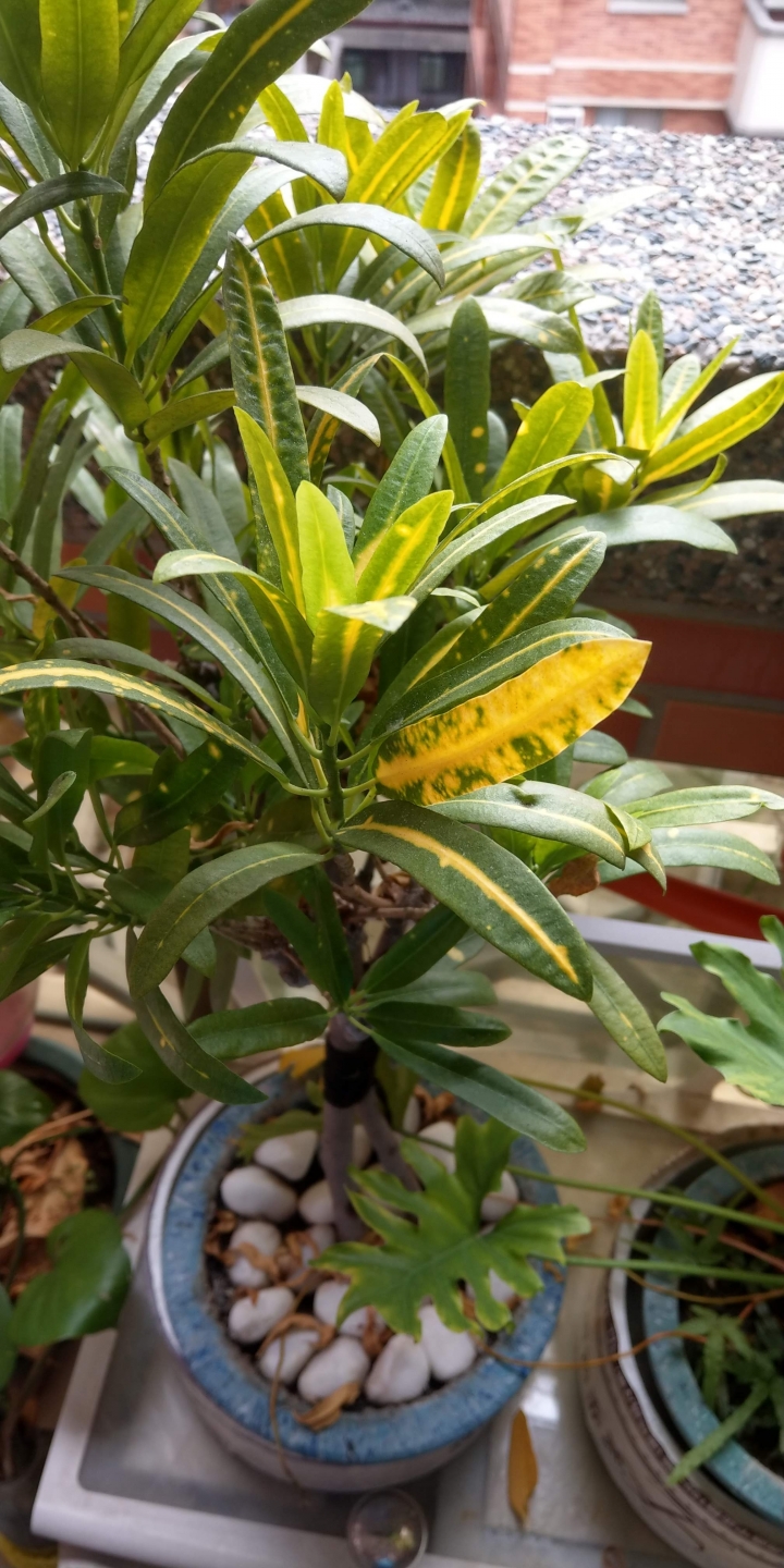 最近合約到期，手上拿的是U11+,換華為nova 5t