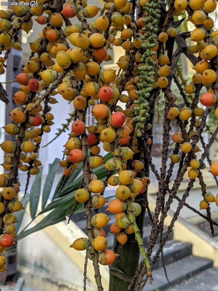 洋紫荊 高雄市橋頭區橋頭糖廠 11/01