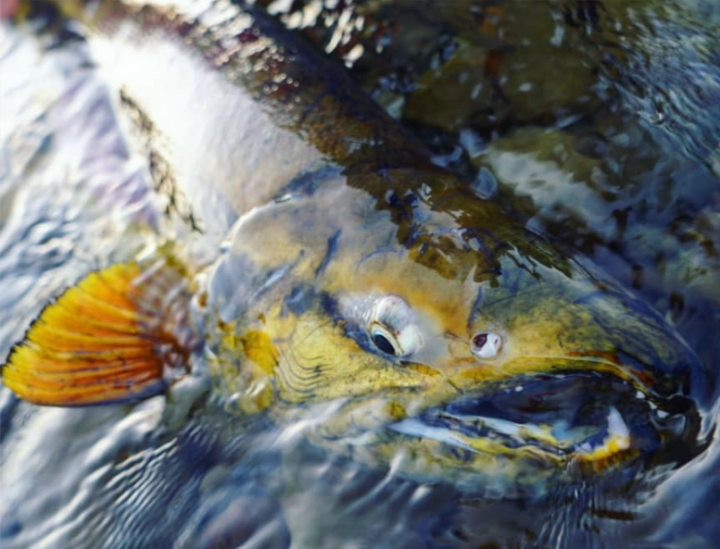 Fishing Traveler (環球釣者) - 感謝日本Huerco職業釣手帶釣 - 巨物狗鮭和粉紅鮭的逆襲、日本雨鱒、彩虹鱒爆釣！- Part 2