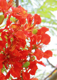火紅盛宴-鳳凰花隧道