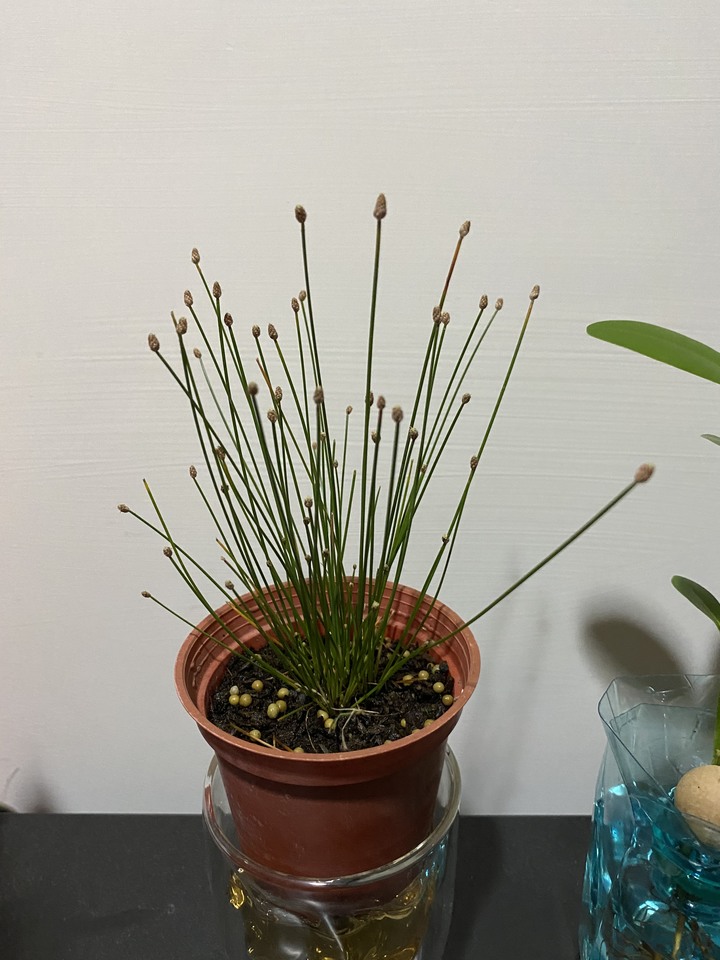 植物送養