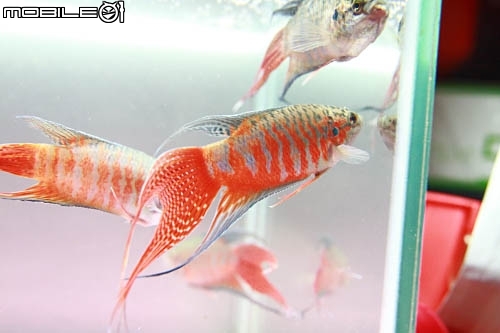 紅彩蓋斑-台灣原生種蓋斑鬥魚