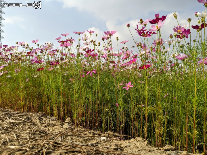 波斯菊花海+毛茉莉 台南市後壁區南80鄉道 11/16
