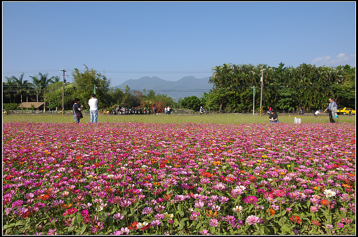 關渡花海