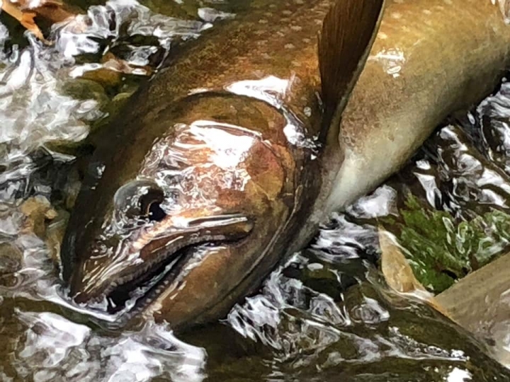 Fishing Traveler (環球釣者) - 感謝日本Huerco職業釣手帶釣 - 巨物狗鮭和粉紅鮭的逆襲、日本雨鱒、彩虹鱒爆釣！- Part 2