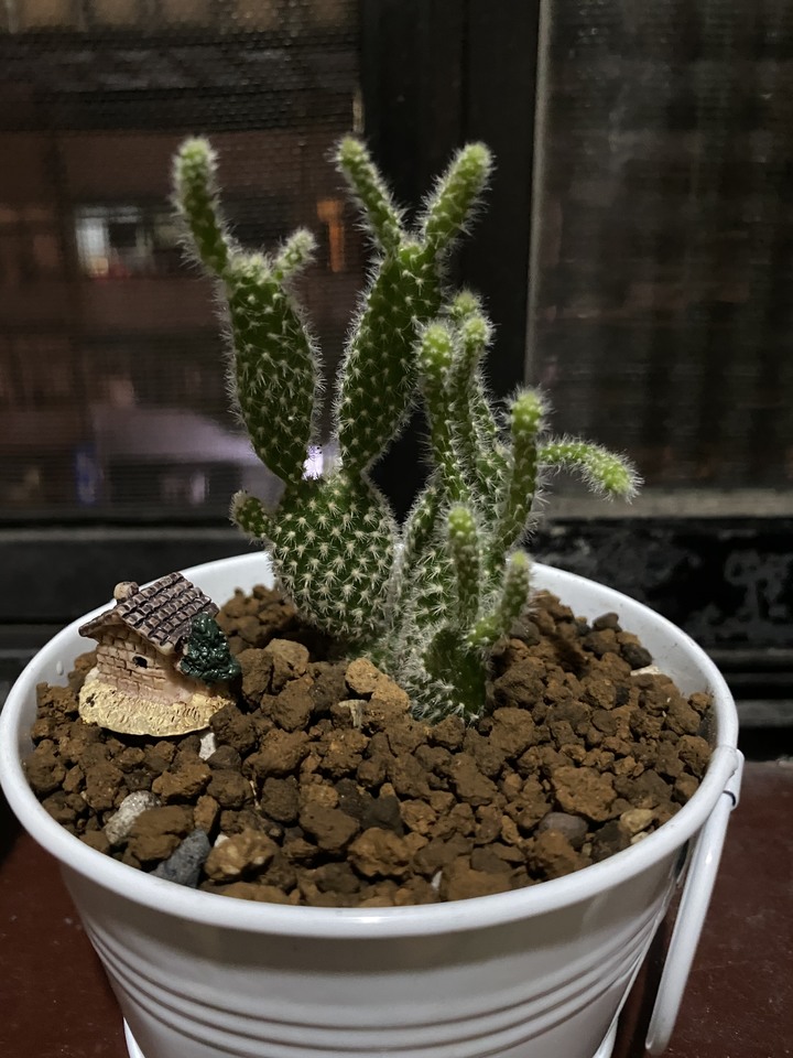 植物送養