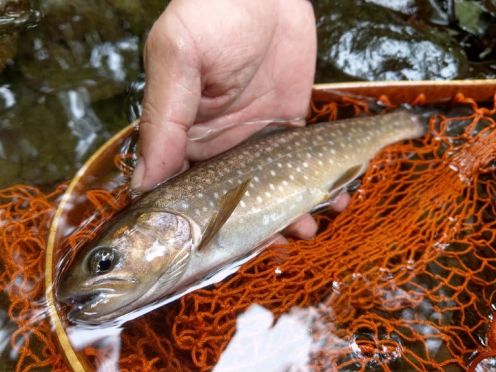 Fishing Traveler (環球釣者) - 感謝日本Huerco職業釣手帶釣 - 巨物狗鮭和粉紅鮭的逆襲、日本雨鱒、彩虹鱒爆釣！- Part 2
