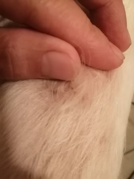 毛小孩狗狗紅貴賓 馬爾濟斯 皮膚病~像發霉生鏽
