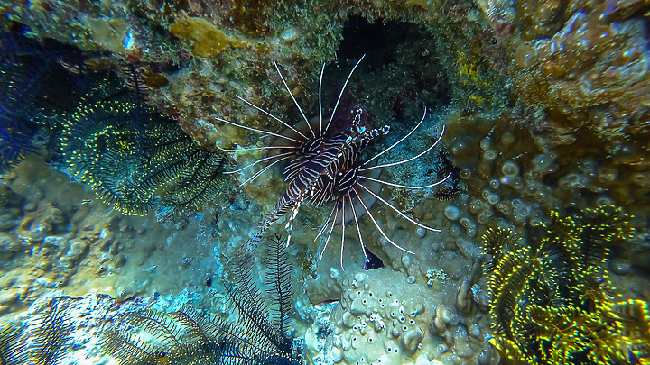 191110 上周末的小琉球潛水記錄.....