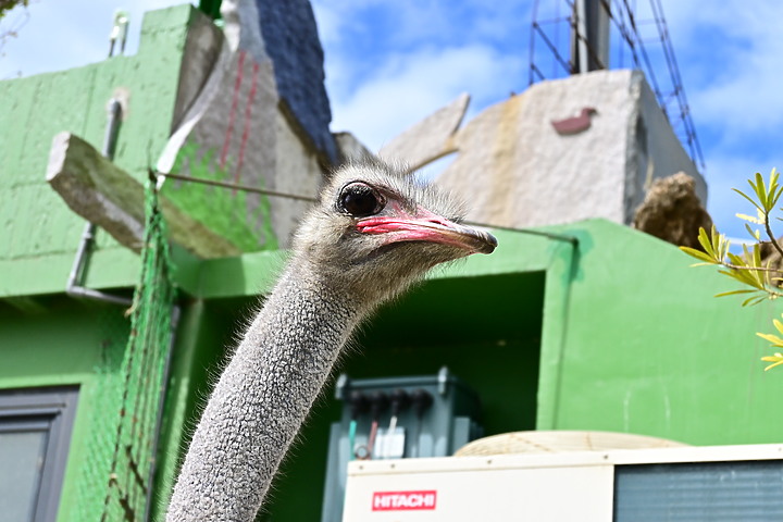 點我看大圖 Z50+200-500mm恆春鳥族8號太空站拍鳥趣