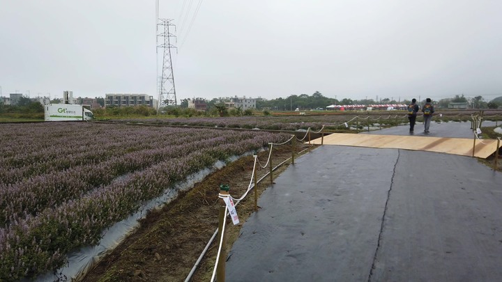 [樂山童盟] [桃園楊梅] 2019桃園仙草花節~紫色地毯閃亮你的眼