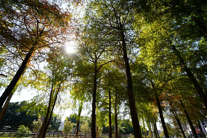 Samyang AF 18mm F2.8 FE 超廣角評測|輕巧鏡身 親民價格!