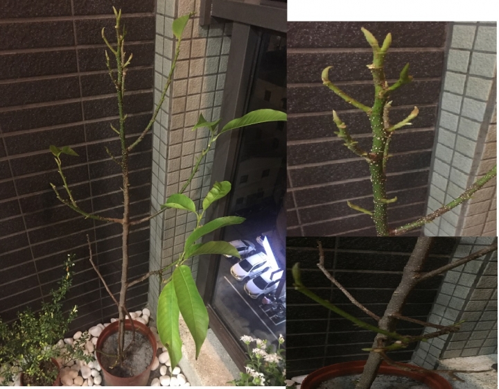 新手求救"花草殺手"-->請教各位大大!!!